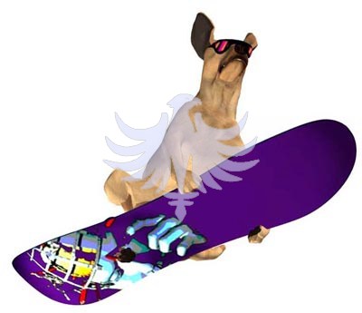 Dog Star Surfboard Company 2